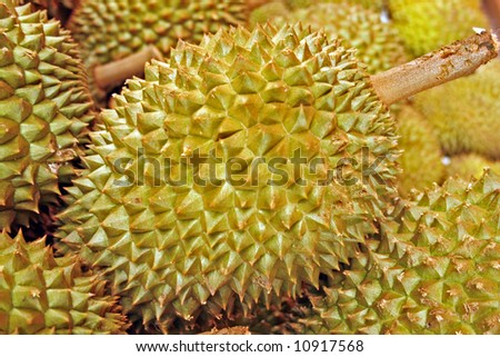 A spiky Durian with pungent odor but delicious fruits