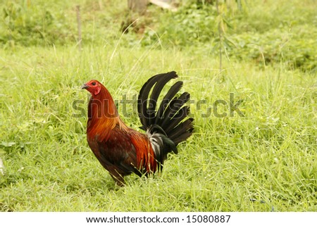 A high breed rooster for cock fight roaming around