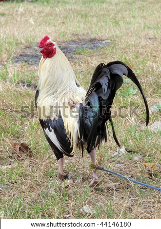 An alerted rooster