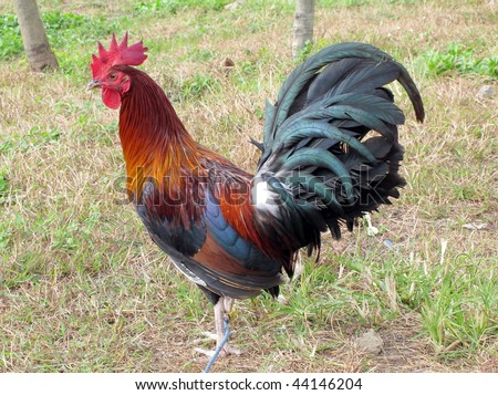 Rooster breed for cock fight