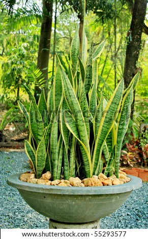 A long leaf ornamental plant in the pot