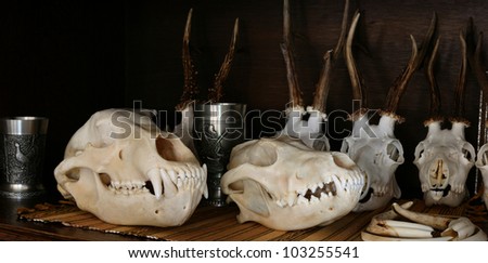 skull animals