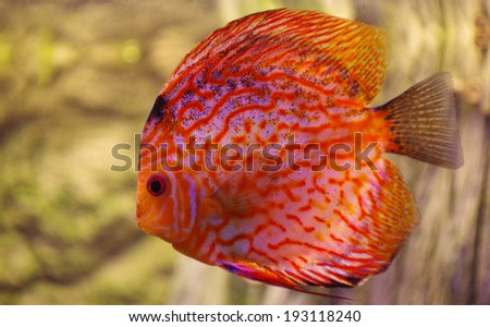 Fish Discus red 2