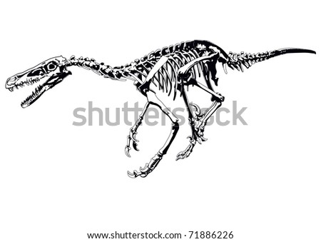raptor skeleton