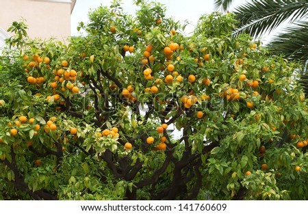 Orange tree with fruits on the street in city of Nice, France