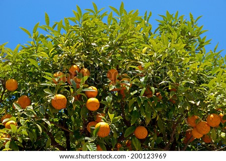 Orange tree with fruits on the street in city of Nice, France