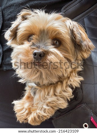 Adorable yorkshire terrier inside shoulder bag carrier of a woman on the street in Paris.