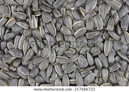 Close up of salted sunflower seeds in their shells for a background.