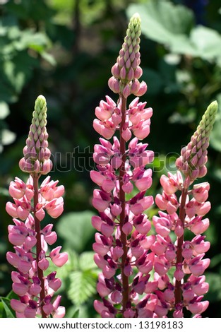 Pink Lupine - close-up. This image has been converted from a RAW-format.
