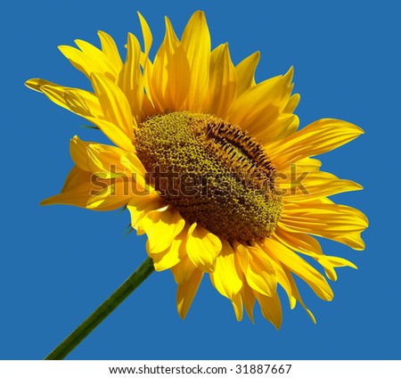 Beautiful yellow Sunflower isolated over blue. Clipping path included to replace background.