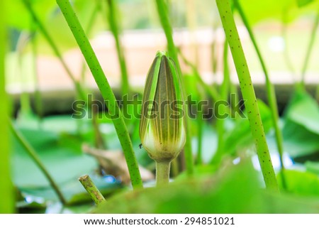 Worm Eye View lotus pond