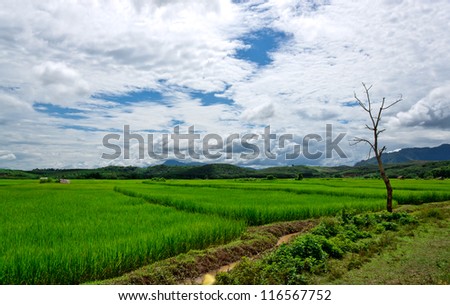 Paddy Rice Fields  in sunny day.