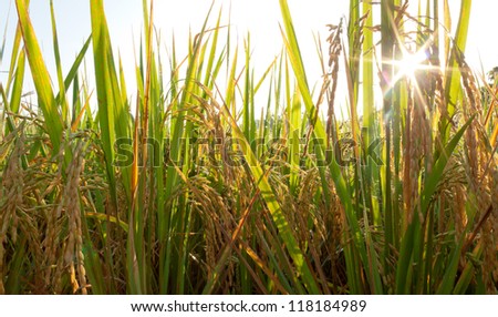 Sunny day at rice field