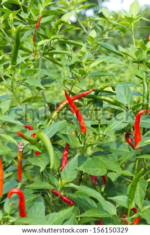red chili pepper on the,In an agriculture ,Thailand