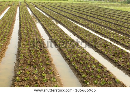agriculture north of thailand