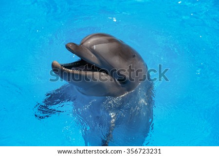 Smiling dolphin. dolphins swim in the pool