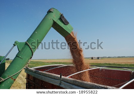 Grain Auger Pouring Grain into Truck