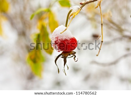 Rosehip (Rose haw) in winter, Russia