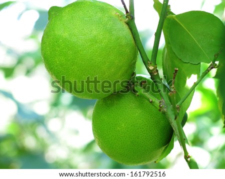 Limes on a lime tree