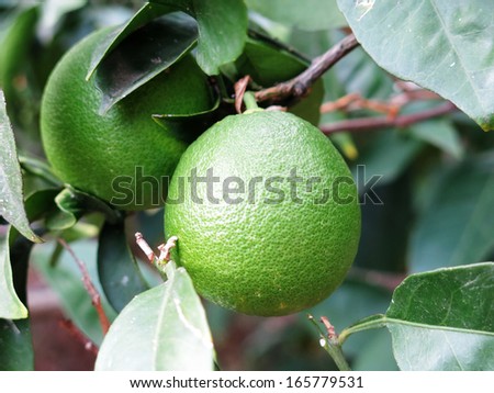 Lime on a lime tree