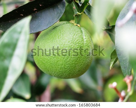 Lime on a lime tree