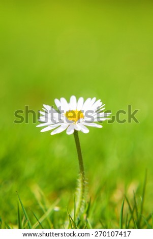 Fine grown daisy flower on green meadow
