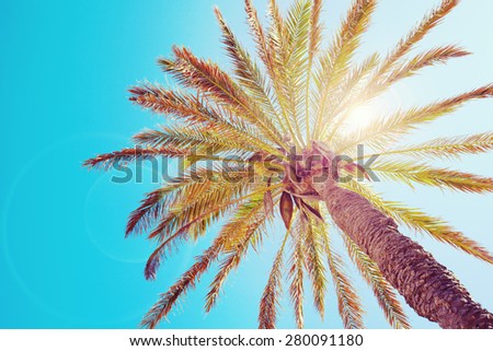 Tropical palm tree with sun flares