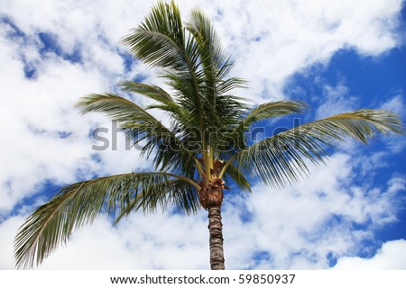 Tropical palm tree in front of light cloudy sky.
