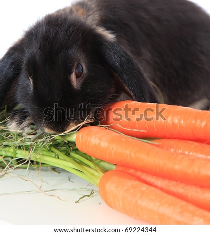Cute little bunny eating fresh carrots. All on white background.