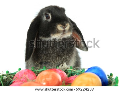 cute easter bunnies and eggs. cute easter bunnies and eggs.