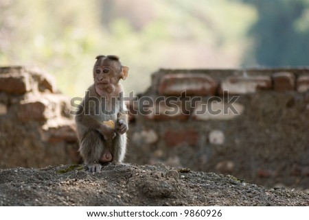 funny monkey pictures. stock photo : funny monkey