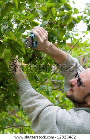Man cutting lilac tree with pruning shears