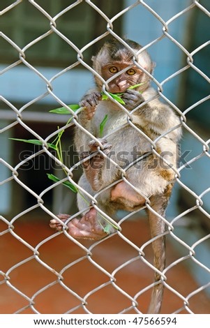Sad monkey in a cage
