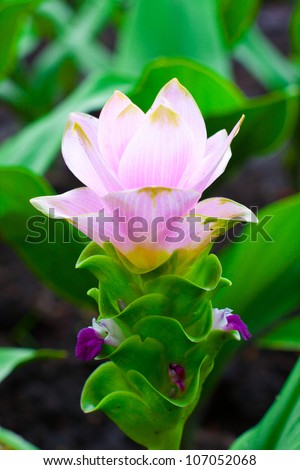 Siam Tulip, It is flowers born in Chaiyapum Province of Thailand.