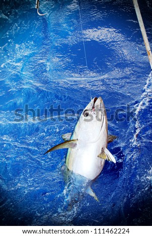 Blue fin bluefin tuna catch