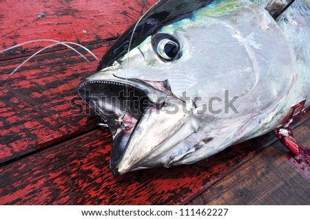 Blue fin bluefin tuna catch