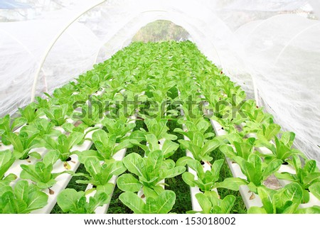 Hydroponic vegetables growing in greenhouse at Cameron Highlands