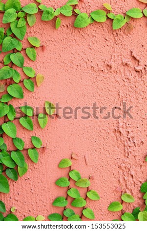 The Green Creeper Plant on a brown Wall