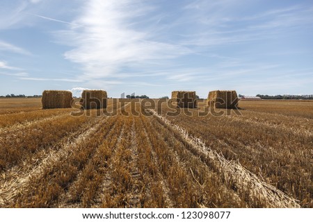 Square hay bale on a golden field in summer time