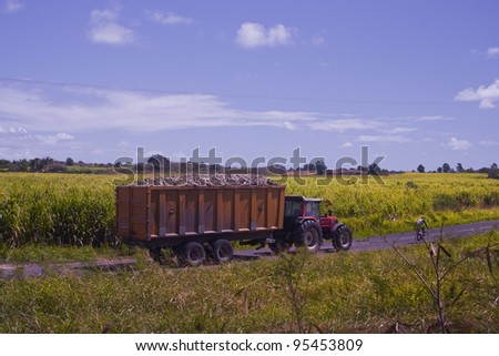 A tractor takes sugar cane away to be processed in Guadeloupe.
