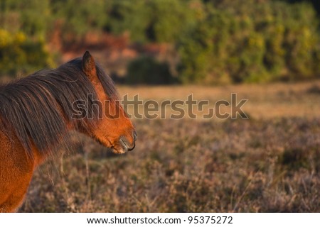 A New Forest pony amongst the heather.