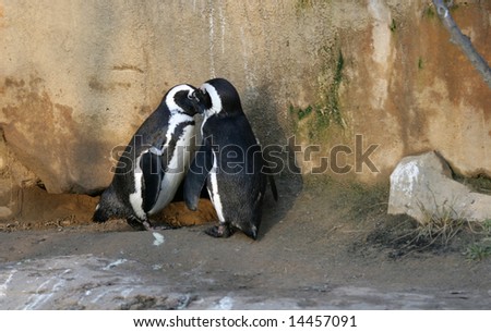 In Love Penguins. stock photo : The in love