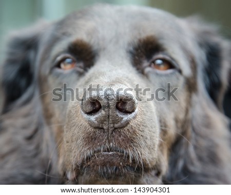 Dog nose close up.