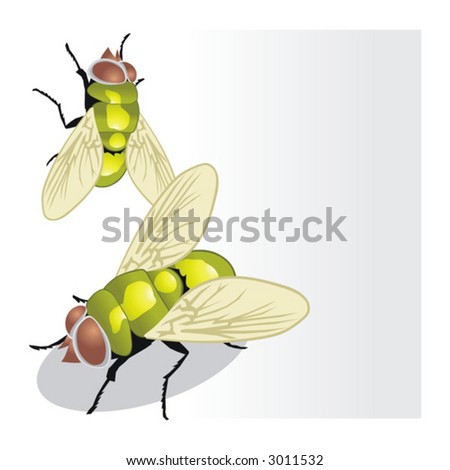 malaria fly
