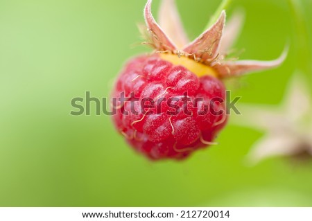 Wild ripe raspberry on plant close up