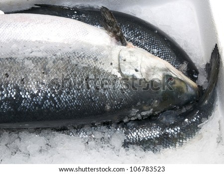Salmon fish in a box with ice