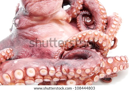 octopus on white background