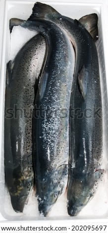 fresh frozen salmon in a plastic box