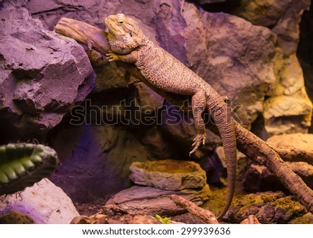 live wild reptiles lizards shot close-up in nature