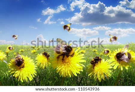 Bumble bees in the meadow of flowers